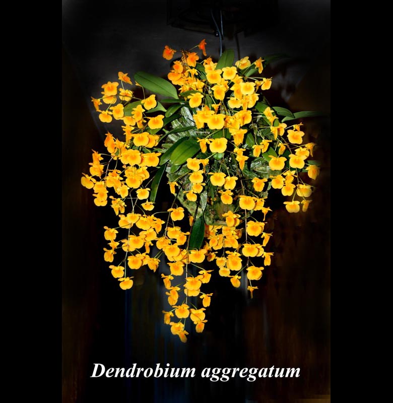 Den. aggregatum pot basket or mounted in bloom multiple spikes